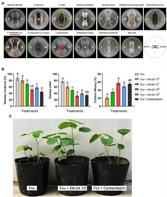 The Biocontrol and <mark class="highlighted">Plant Growth-Promoting Properties</mark> of Streptomyces alfalfae XN-04 Revealed by Functional and Genomic Analysis